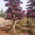 精品红花继木盆景，大量现货，基地直销