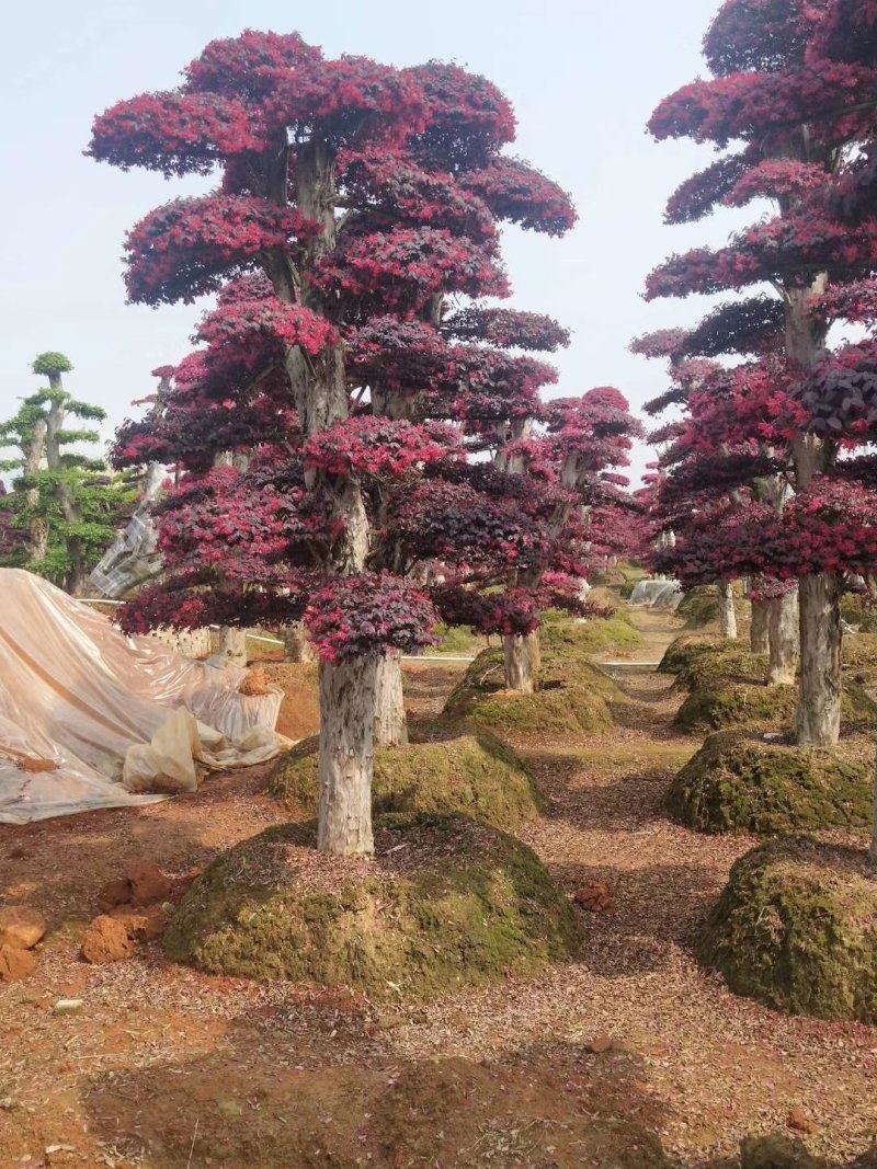 精品红花继木盆景，大量现货，基地直销