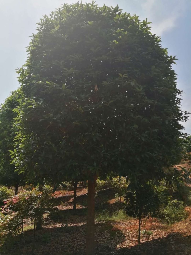 精品桂花，基地直销，一手货源
