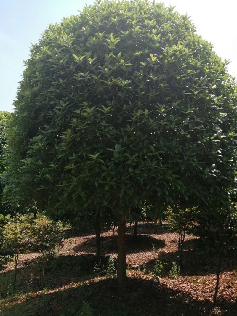 精品桂花，基地直销，一手货源