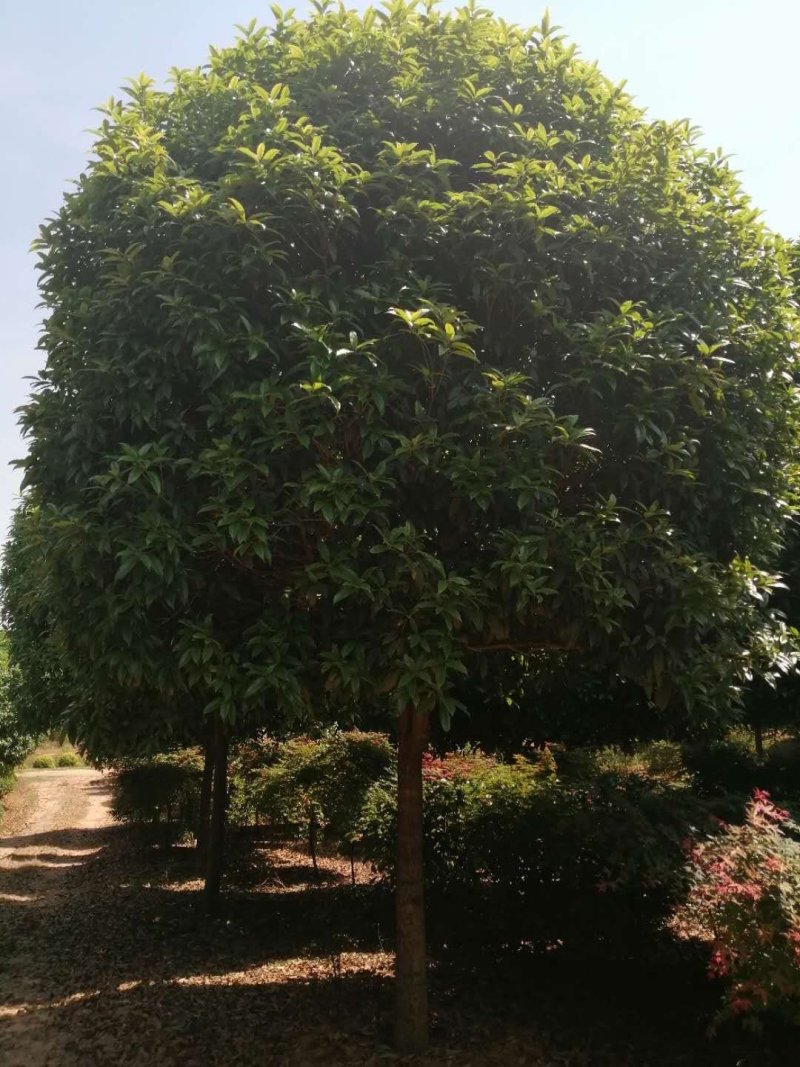 精品桂花，基地直销，一手货源