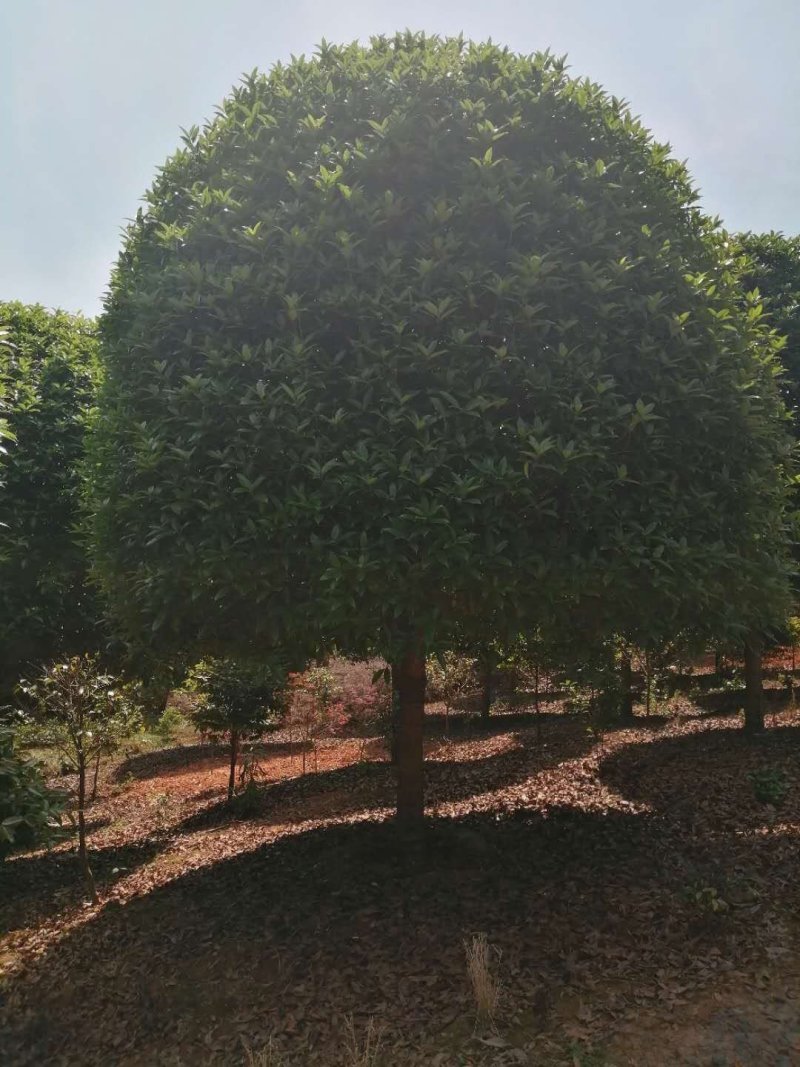 精品桂花，基地直销，一手货源