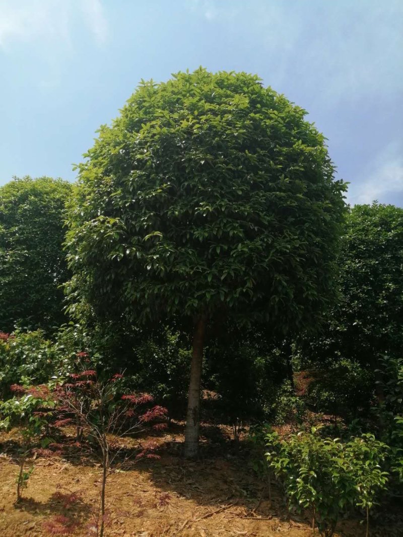 精品桂花，基地直销，一手货源