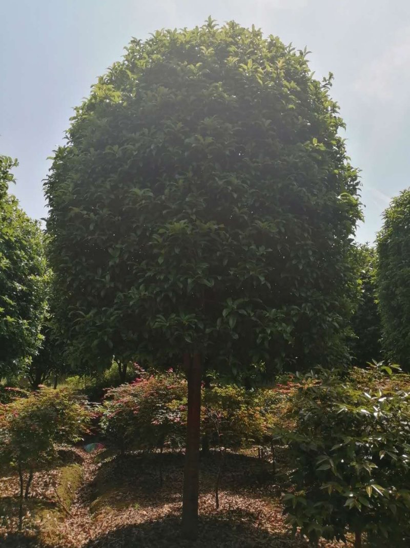精品桂花，基地直销，一手货源