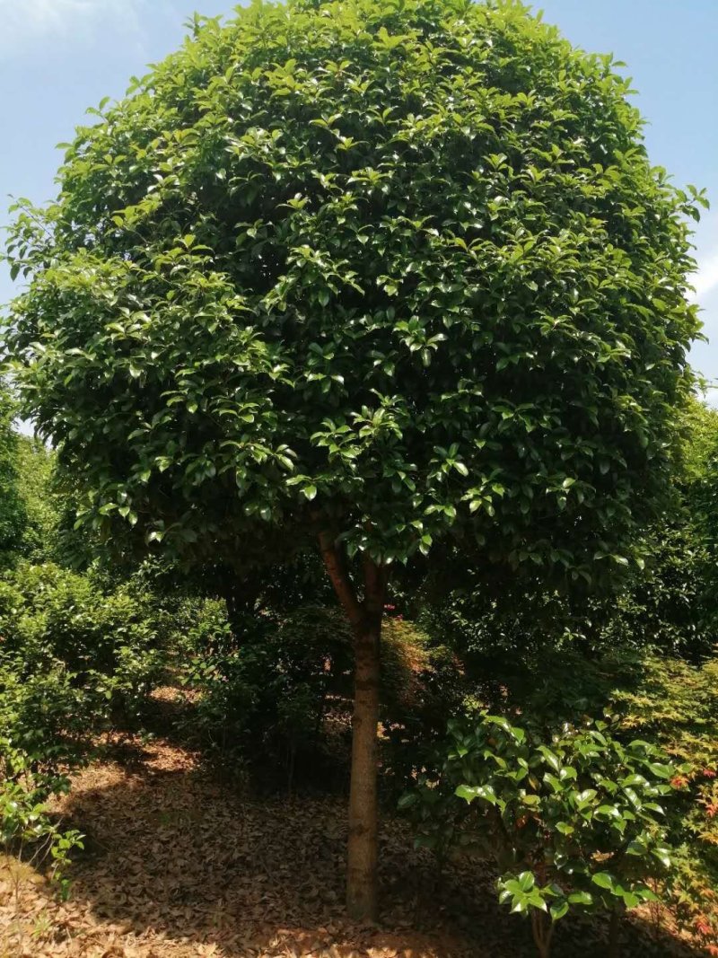 精品桂花，基地直销，一手货源