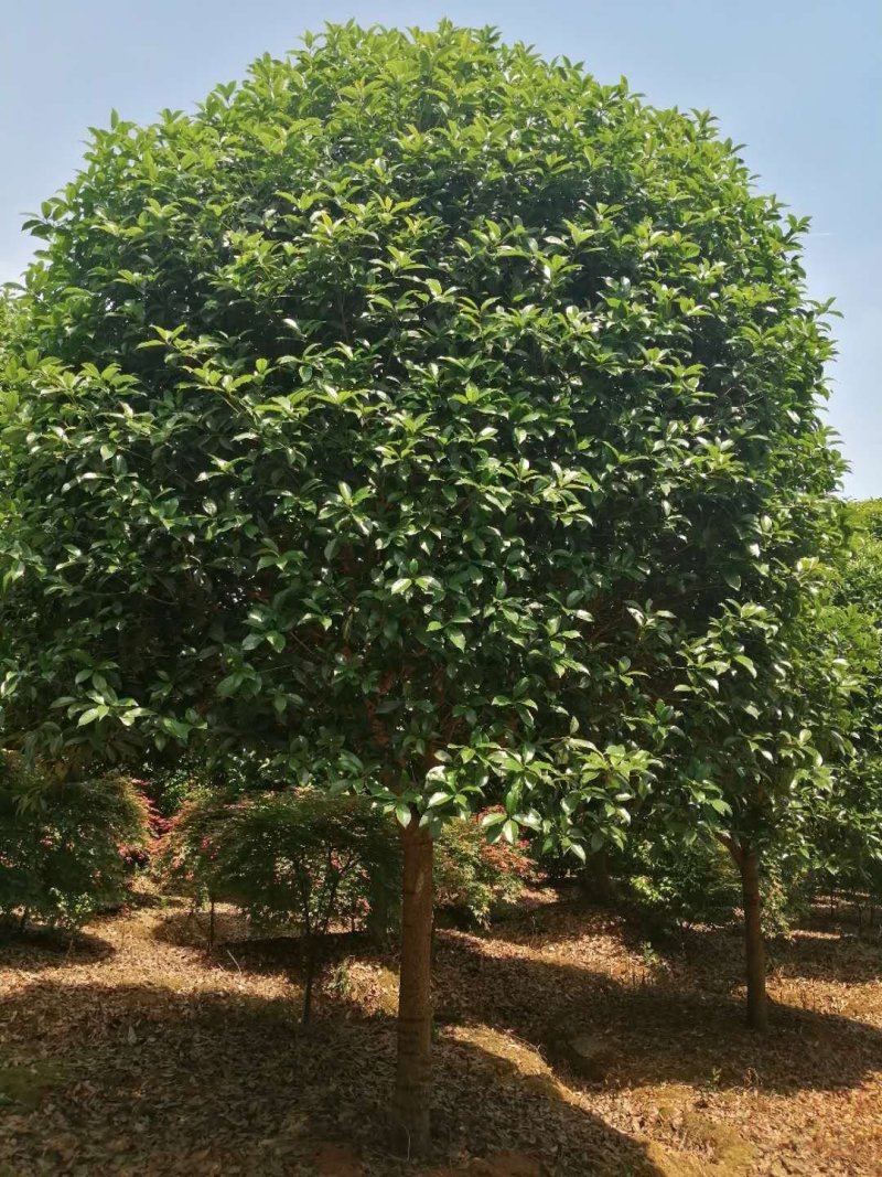 精品桂花，基地直销，一手货源