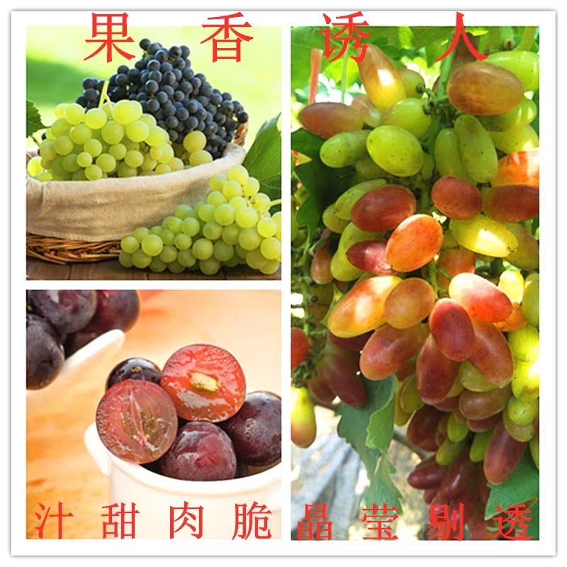 盆栽蓝宝石.巨峰.红提.浪漫红颜.金手指.夏黑.葡萄苗