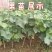 盆栽蓝宝石.巨峰.红提.浪漫红颜.金手指.夏黑.葡萄苗