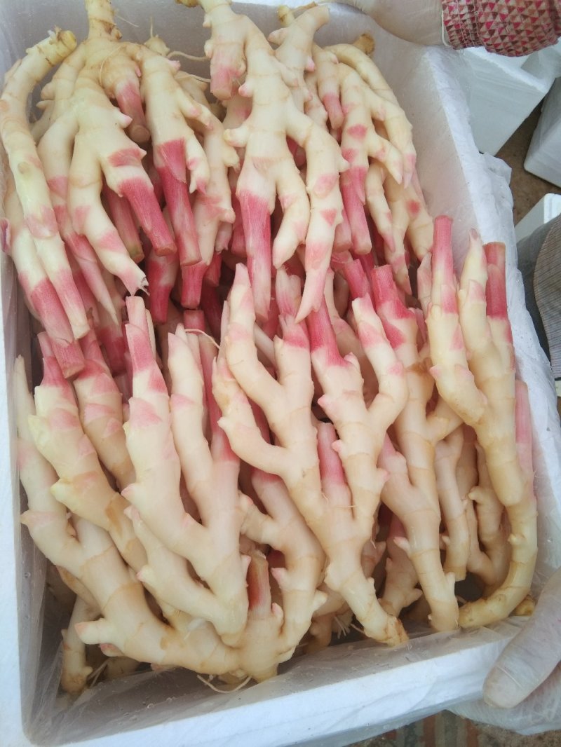 精品生姜质量好口感好
