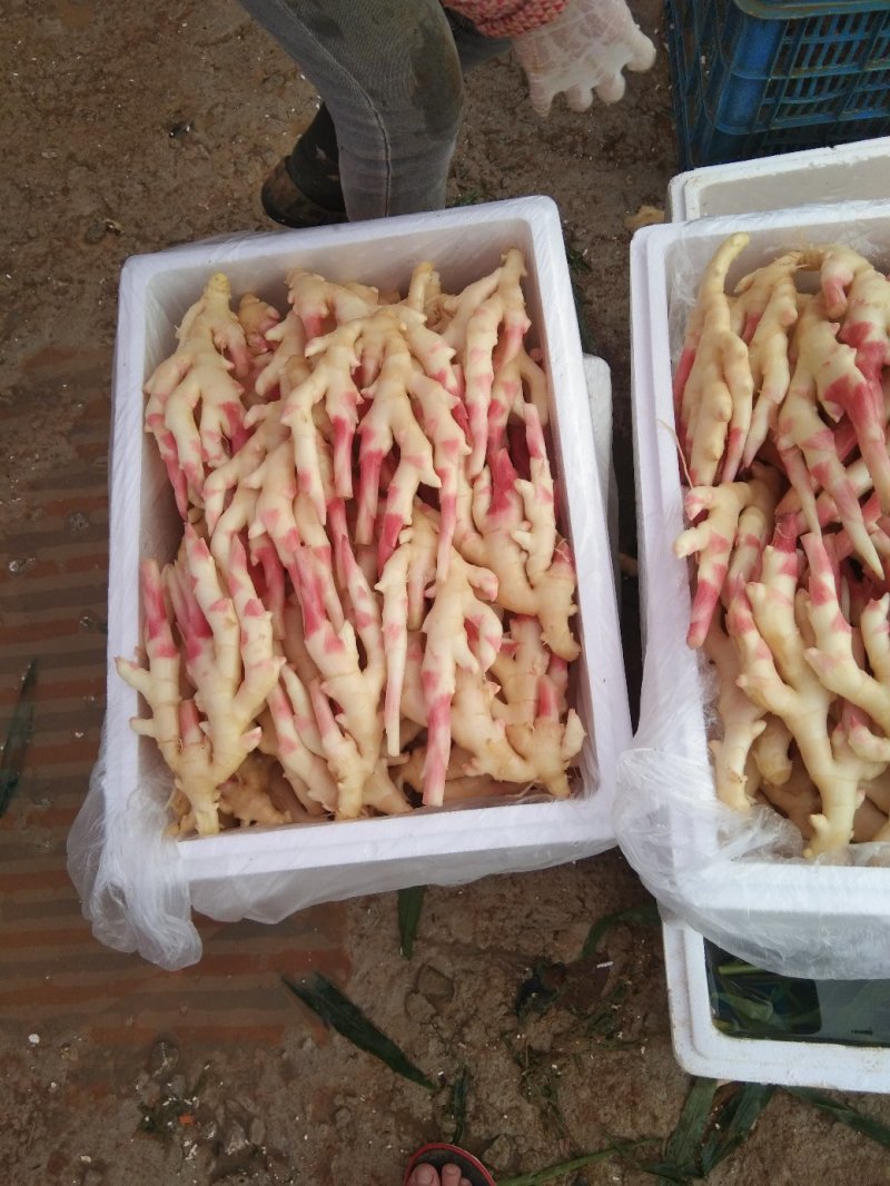 精品生姜质量好口感好