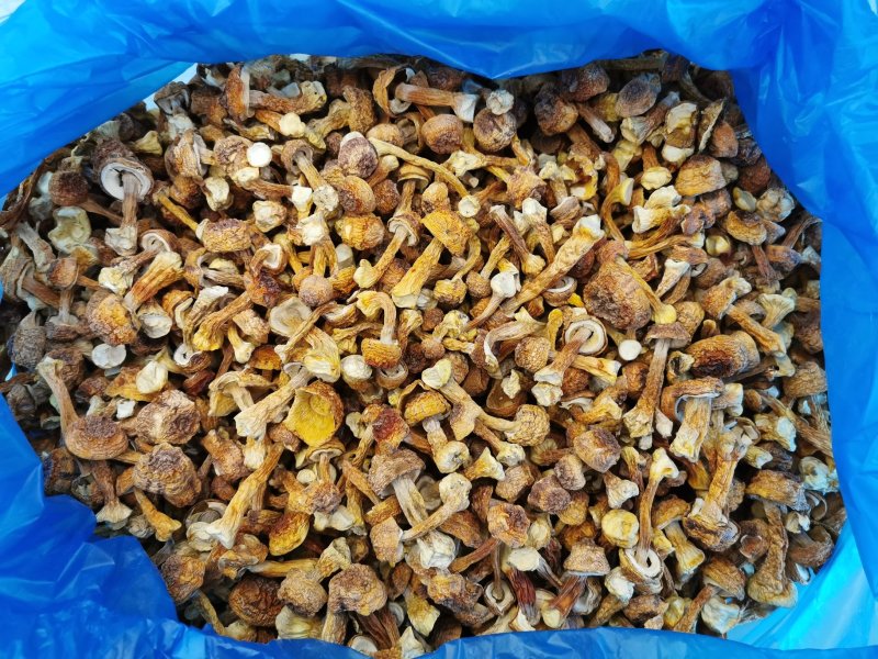 批发云南野生菌姬松茸干货一件代发包邮