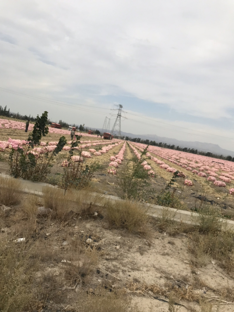新疆乌鲁木齐县洋葱、大量现货