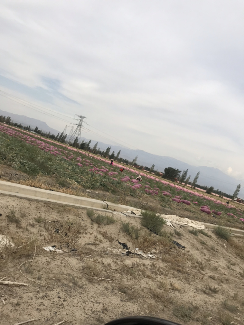 新疆乌鲁木齐县洋葱、大量现货