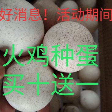 火鸡受精种蛋青铜贝蒂娜尼古拉火鸡种蛋混装发货包邮