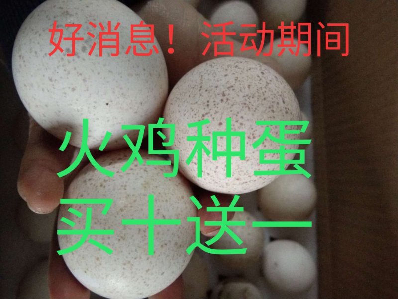 火鸡受精种蛋青铜贝蒂娜尼古拉火鸡种蛋混装发货包邮