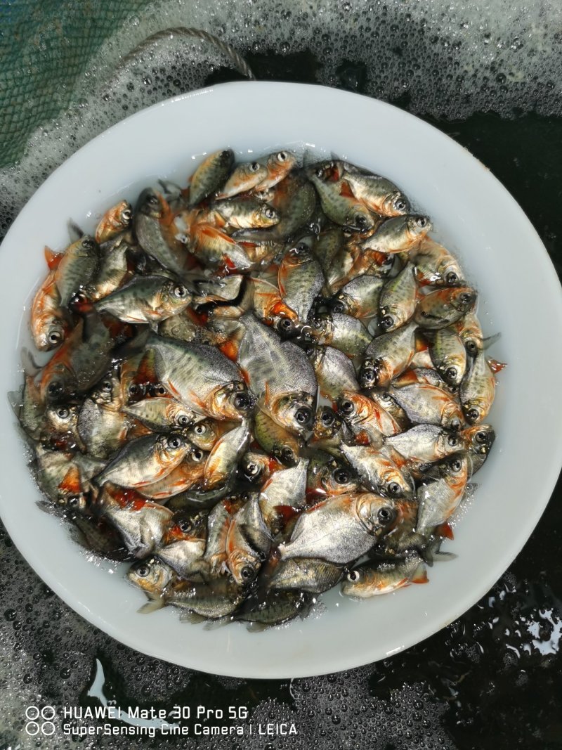 🐟精品鱼苗批发各种精品鱼苗白鲳鱼苗鱼苗批发