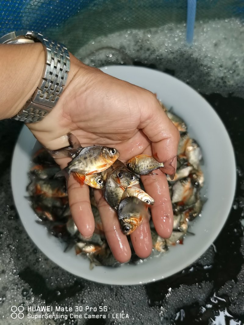 🐟精品鱼苗批发各种精品鱼苗白鲳鱼苗鱼苗批发