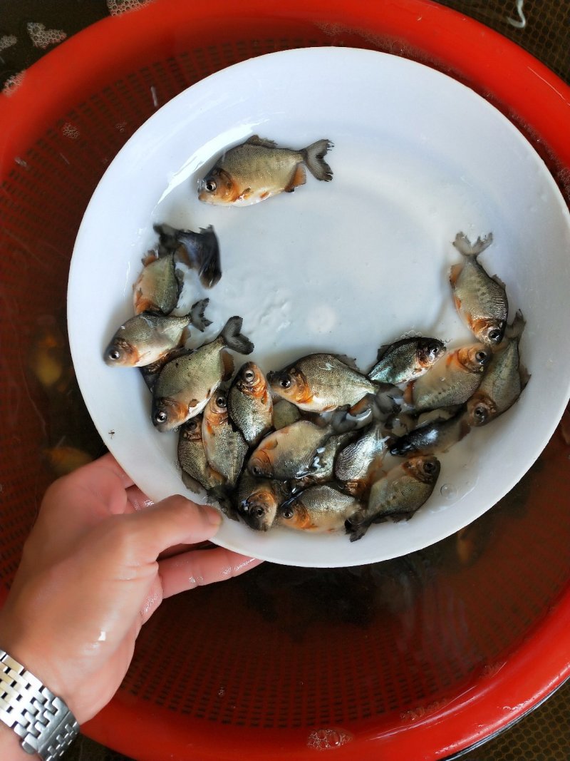 🐟精品鱼苗批发各种精品鱼苗白鲳鱼苗鱼苗批发