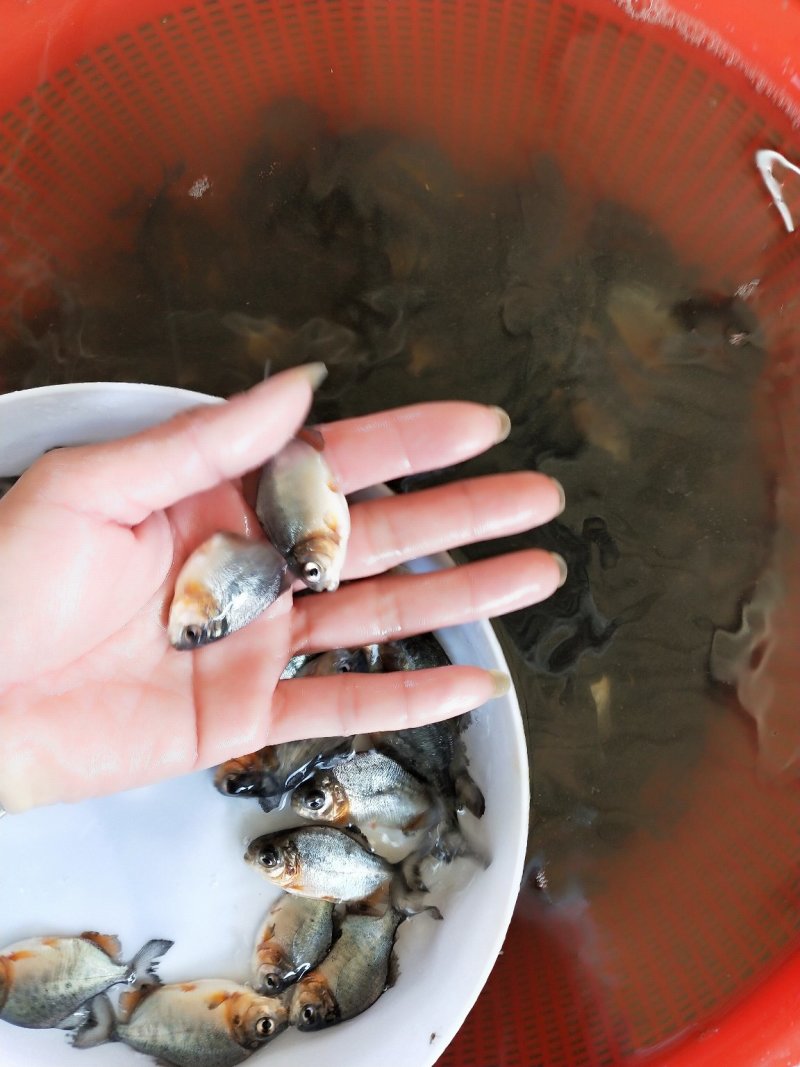 🐟精品鱼苗批发各种精品鱼苗白鲳鱼苗鱼苗批发
