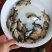 🐟精品鱼苗批发各种精品鱼苗白鲳鱼苗鱼苗批发