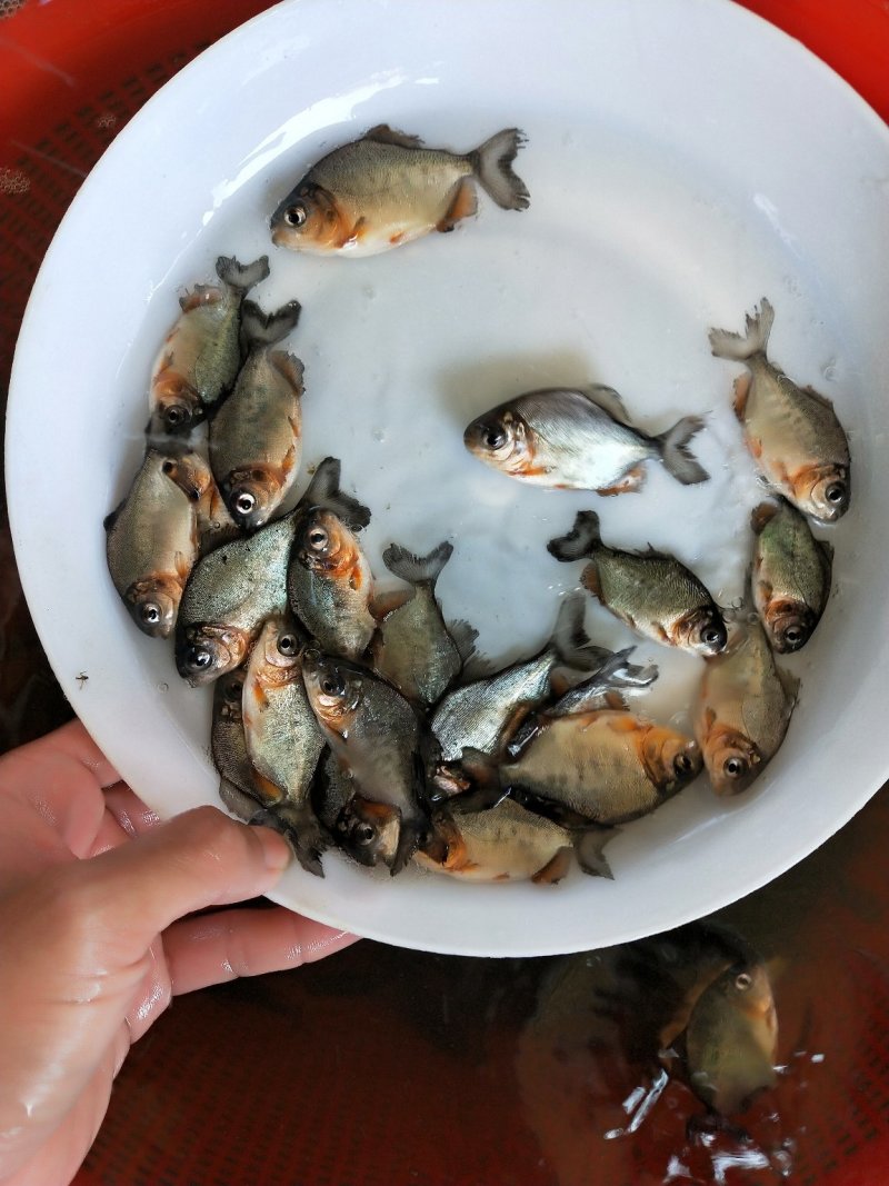 🐟精品鱼苗批发各种精品鱼苗白鲳鱼苗鱼苗批发