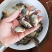 🐟精品鱼苗批发各种精品鱼苗白鲳鱼苗鱼苗批发