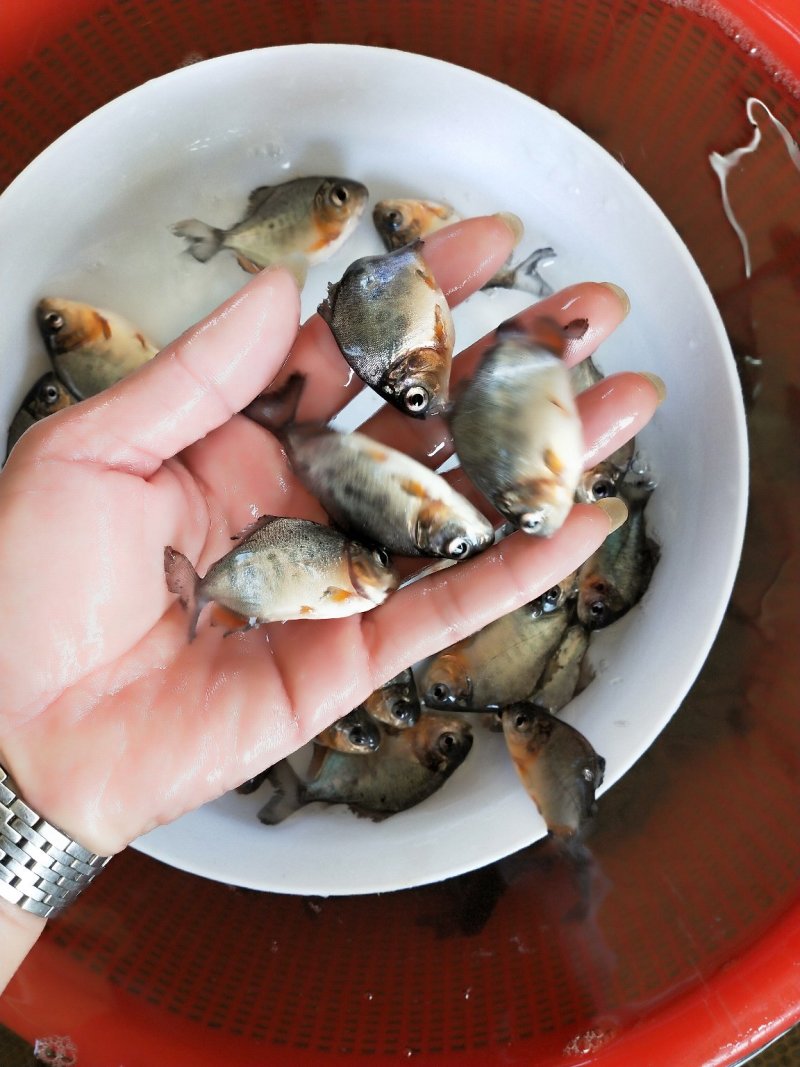 🐟精品鱼苗批发各种精品鱼苗白鲳鱼苗鱼苗批发