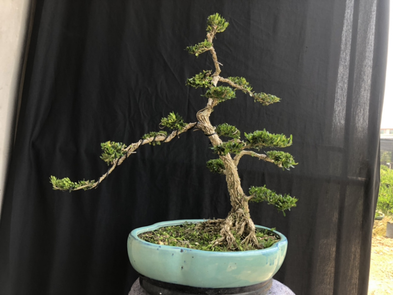 雀舌黄杨盆景广东皱皮(茗杨天下）