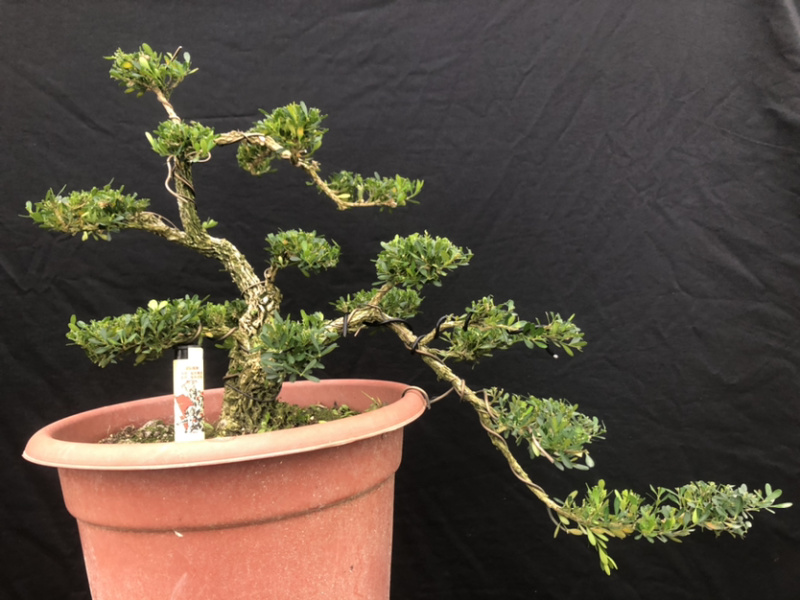雀舌黄杨盆景广东皱皮(茗杨天下）