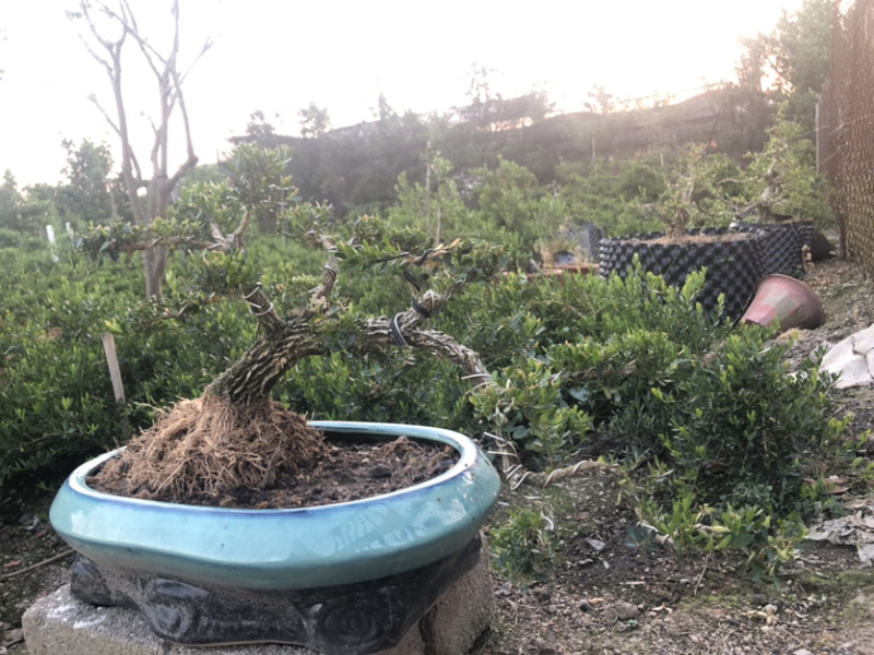 雀舌黄杨盆景广东皱皮(茗杨天下）