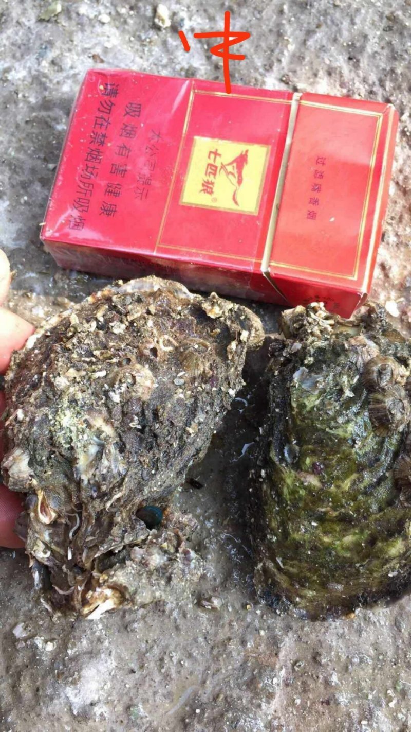 福建生蚝吊蚝实力场家放心选够生蚝批发接受大小包