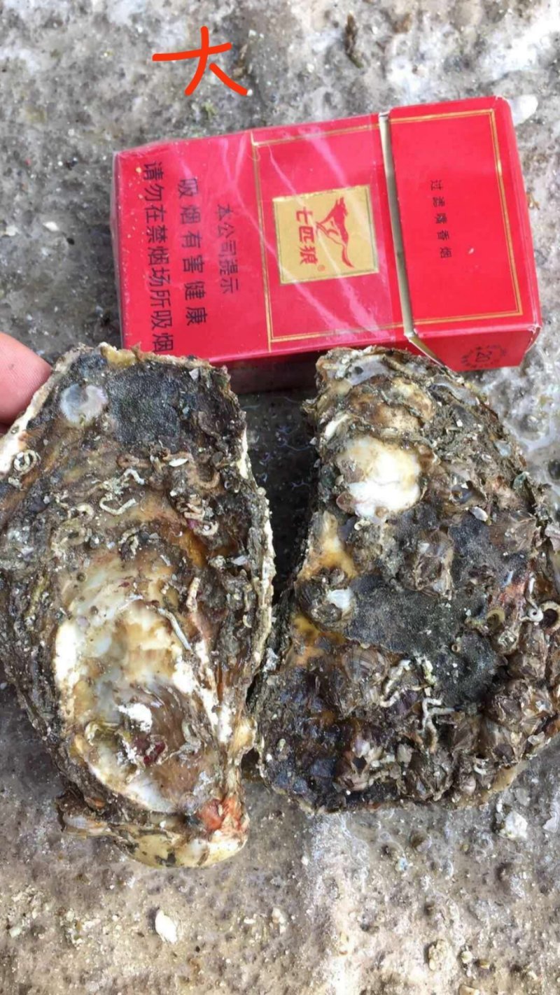 福建生蚝吊蚝实力场家放心选够生蚝批发接受大小包