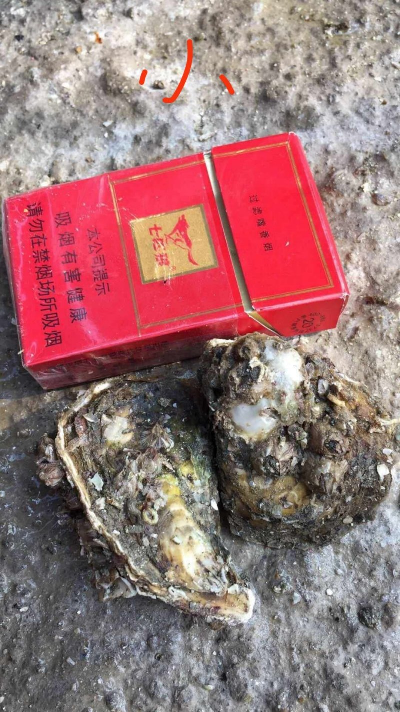 福建生蚝吊蚝实力场家放心选够生蚝批发接受大小包