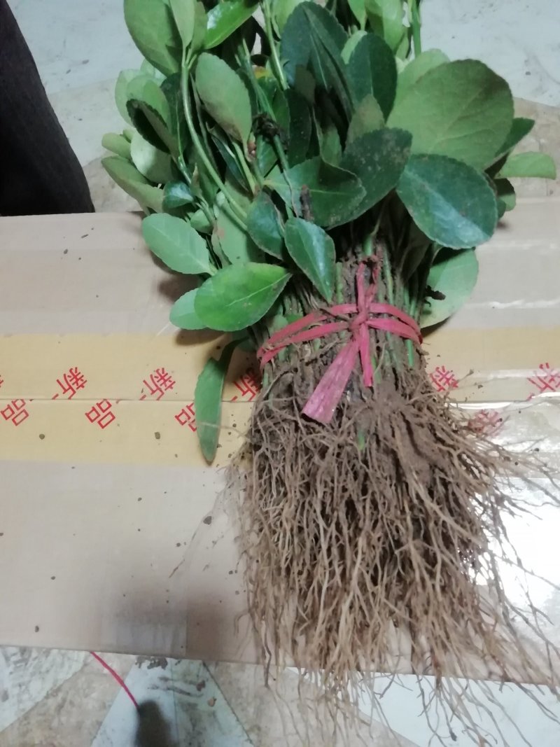 大叶黄杨冬青床苗现挖现卖，不谈高，北海道黄杨卫矛产品苗