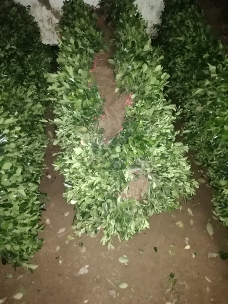 大叶黄杨冬青床苗现挖现卖，不谈高，北海道黄杨卫矛产品苗