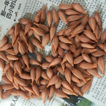优质乌天麻花粉萌果个头大饱满成活率高量大优惠