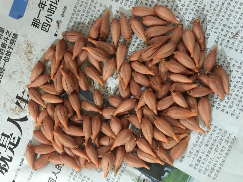 优质乌天麻花粉萌果个头大饱满成活率高量大优惠