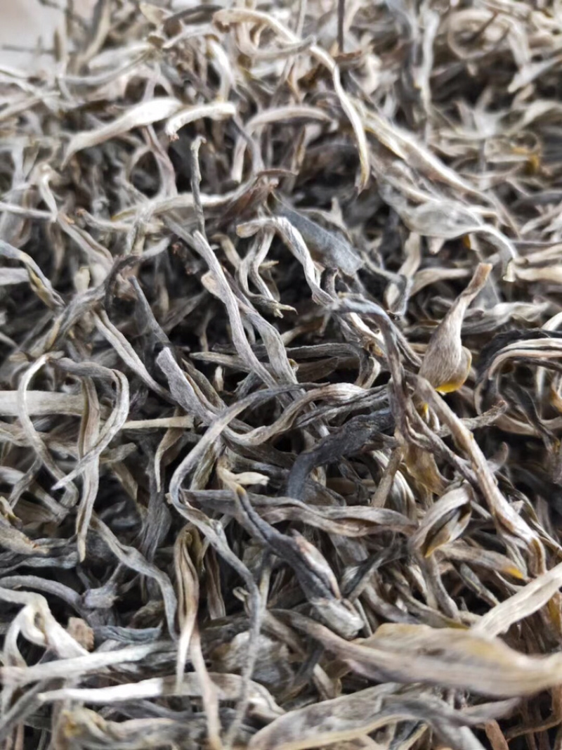布朗山千年野生茶