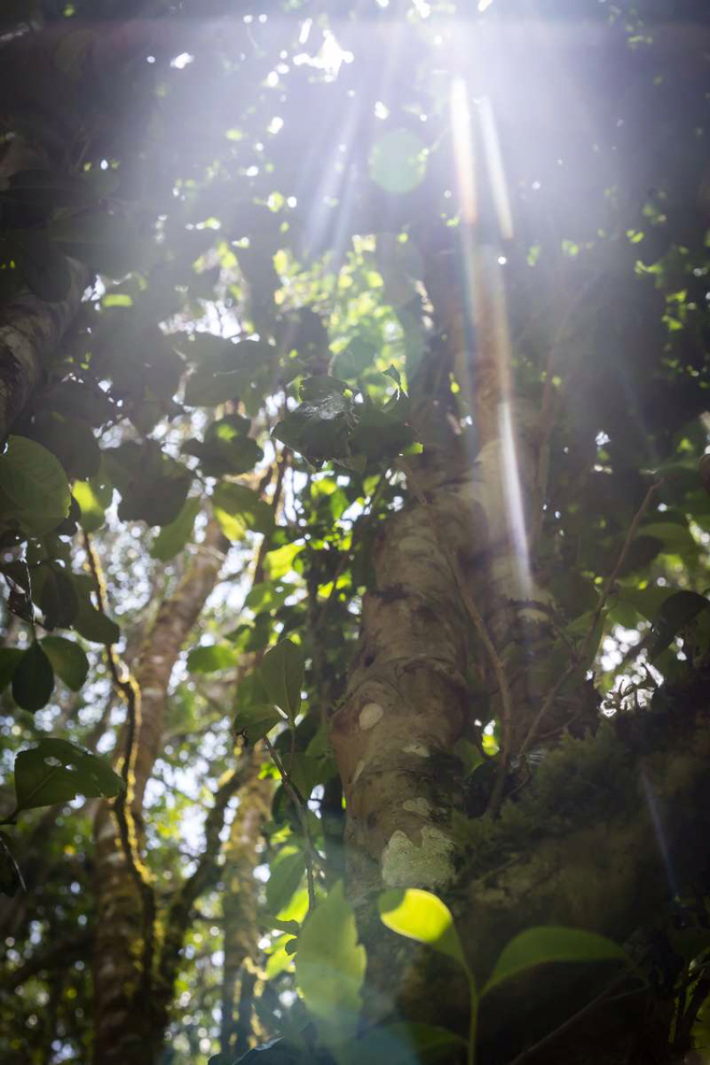 布朗山千年野生茶