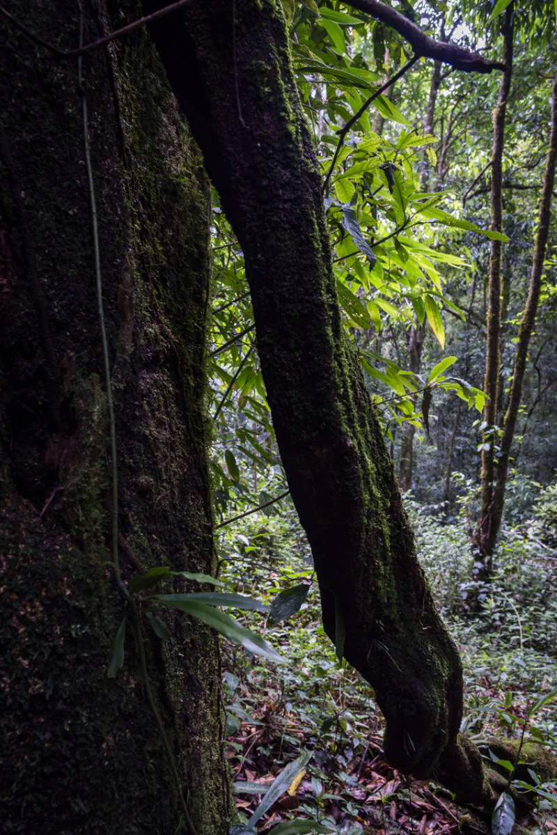 布朗山千年野生茶