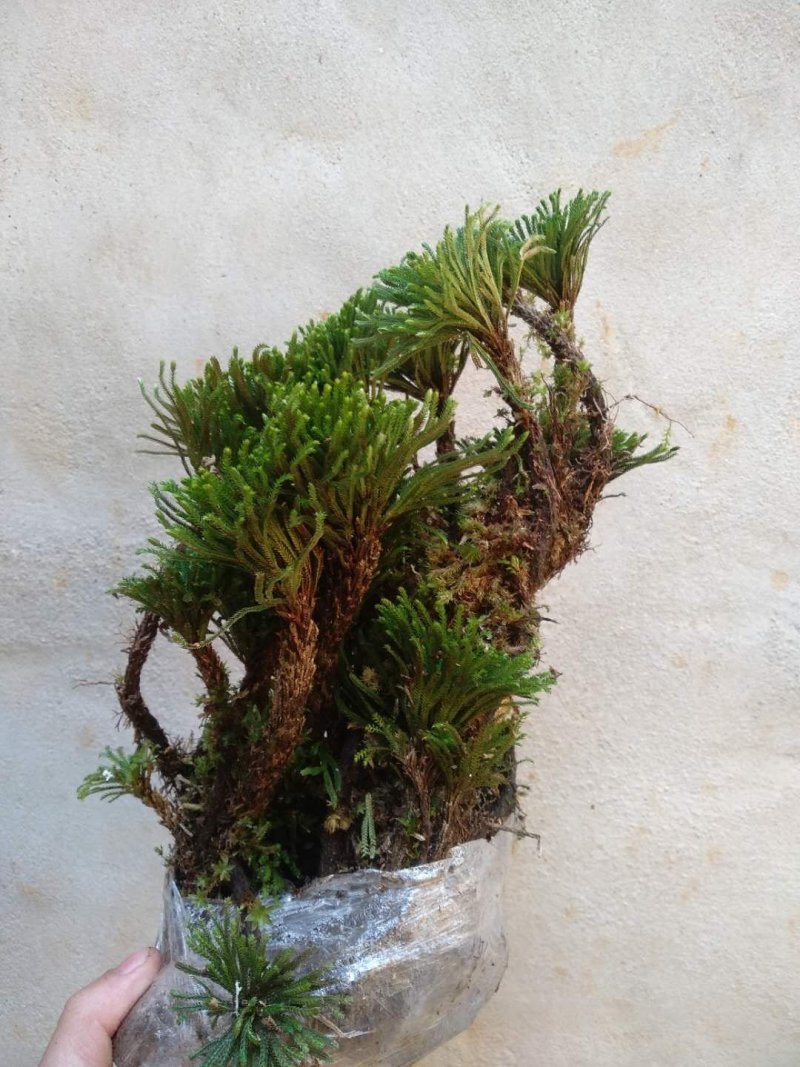 九死还魂草卷柏盆景小叶卷柏批发价