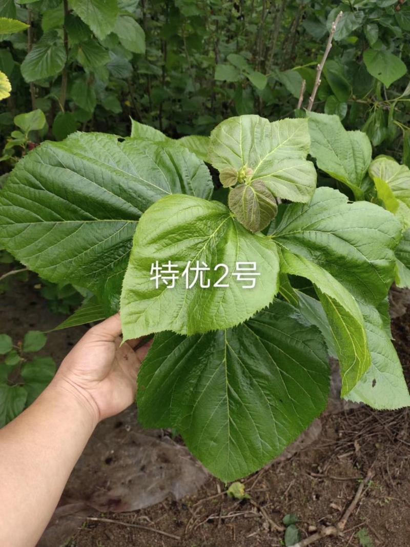 养蚕桑树苗