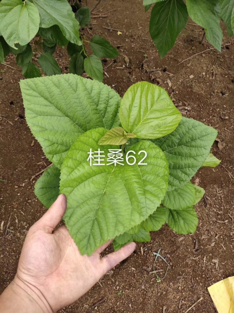 养蚕桑树苗