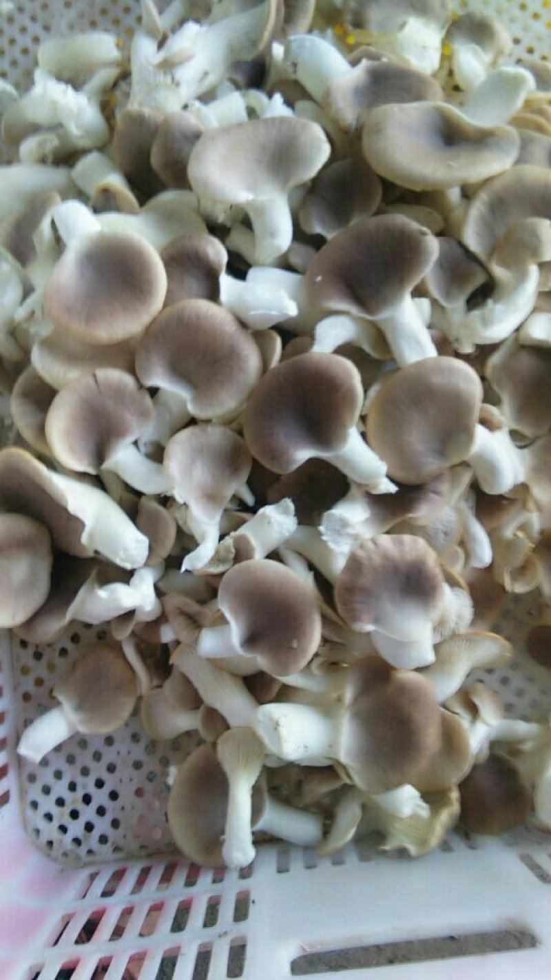 大量供应秀珍菇，平菇