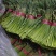 【推荐】蒜薹聊城红帽蒜薹2023新货质优价廉全国发货