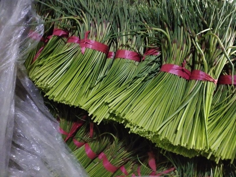 【推荐】蒜薹聊城红帽蒜薹2023新货质优价廉全国发货