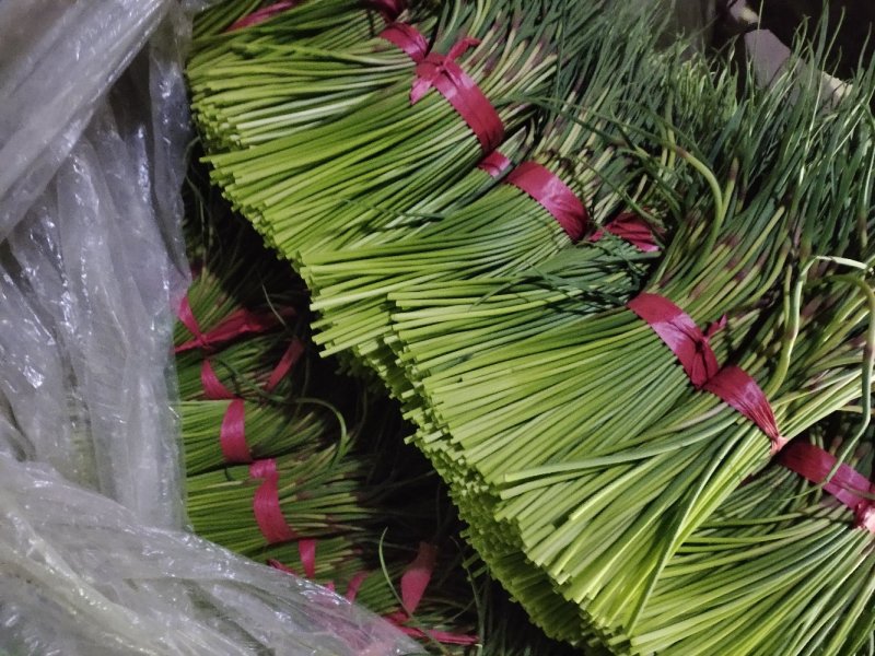 【推荐】蒜薹聊城红帽蒜薹2023新货质优价廉全国发货