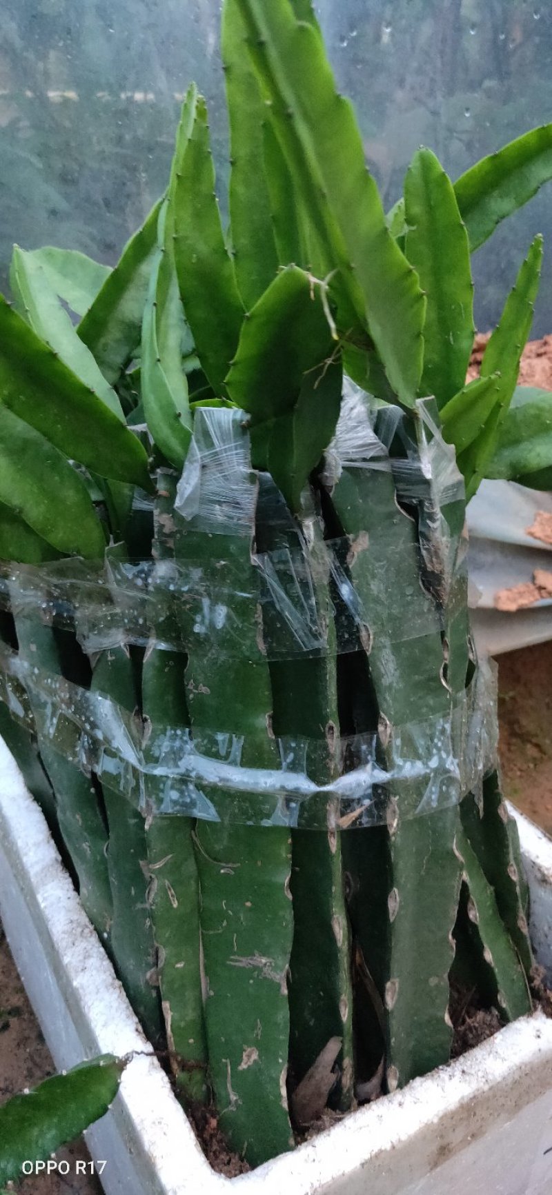 包邮靓苗【广西灵山红肉，红皮燕窝火龙果】嫁接苗/直销