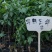 三华李苗包邮正品【广西灵山三华李】嫁接苗/直销