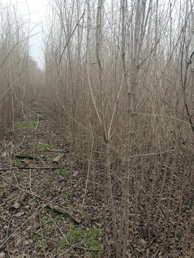 白榆大量